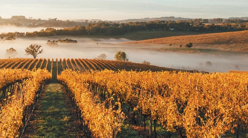 Premium australian grapes used to create australian Wine. A photo of Grape vines 